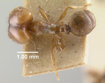 Media type: image;   Entomology 9139 Aspect: habitus dorsal view
